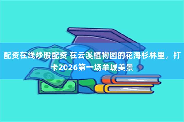 配资在线炒股配资 在云溪植物园的花海杉林里，打卡2026第一场羊城美景