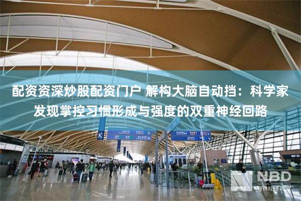 配资资深炒股配资门户 解构大脑自动挡：科学家发现掌控习惯形成与强度的双重神经回路